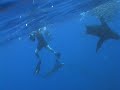 Crazy underwater baitball feeding frenzy off cabo san lucas