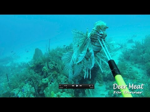Lion Fish: Catch Clean Cook!!! AWESOME