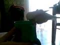 videos de il secondo bagnetto di ciccio