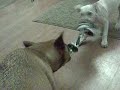 Dogbook Movie: Six and Jessie playing.