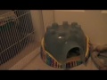 Guinea Pig Floortime!