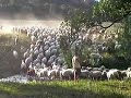 cri-le-berger.html