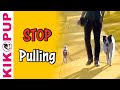 How to train your dog not to pull- Loose Leash Walking