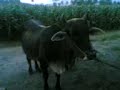 Adegan telanjang si montox.3gp