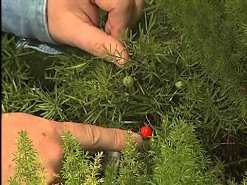 how to trim asparagus ferns