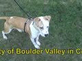 Payasa 5806829 Humane Society Colorado Adopt