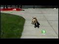 Bulldog Rides Skateboard