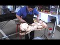 nuri se comio todo el lechon