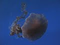 Danse de la Mer - Jellyfish Ballet