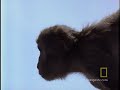  snow monkey Japan frigid temperature wildlife
