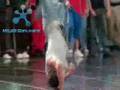 Junior Vs. You got served
