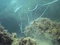 pesca sub basso fondo cagliari