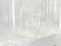 over heated lifan