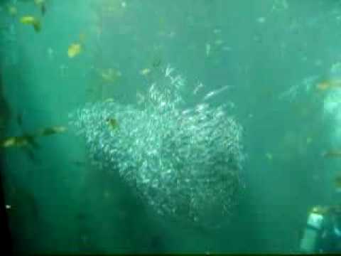 Monterey Bay Aquarium Kelp Forest