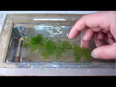 how to replant an aquarium