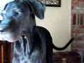 GREAT DANE DOG