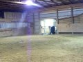 Linus- ApHC gelding