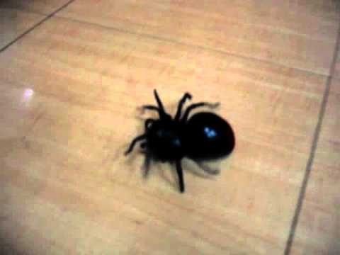 Salt Water Spider Kit