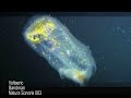 Natura Sonoris 003_Voltaeric \"Melatone e.p.\"