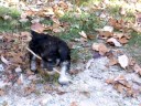 Prissy the Puppy