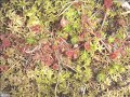 The Round Leaf Sundew