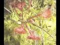 The Round Leaf Sundew