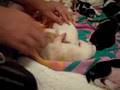basset hound puppies