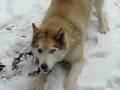videos de kagu