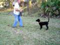 Arko puppy