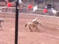 la caida de lalo la caida de lalo