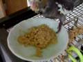 Baby Cockatiel began into eating without my help オカメの一人餌開始