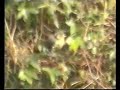 A very short life of a Blue Tit.