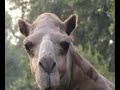 My Humps vs You Shook Me All Night Long