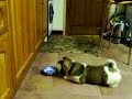 Brave Akita puppy!