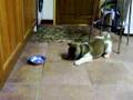 Akita Inu video