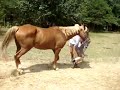 showmanship course with deejay showmanship course with deejay