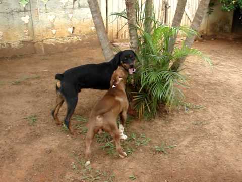 Dogs