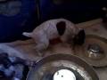 Puppies 4 1/2 weeks old feeding time!!! Puppies 4 1/2 weeks old feeding time!!!
