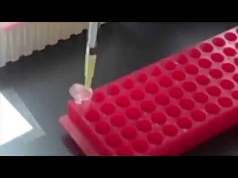 how to perform pcr
