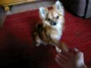 jackys-gib-pfote.html