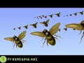 #0057 - Bees! pt I