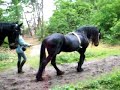 met de paarden het bos in