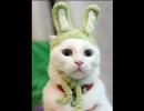 Very Funny cats 12