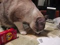 What a cat gotta do to get a RAISIN out here? What a cat gotta do to get a RAISIN out here?