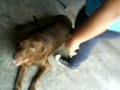 conociendo al perro de luna ^^