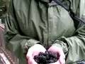 videos de Blackberries