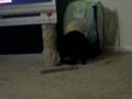 My Dog the Cat