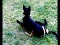 cat and dog at play