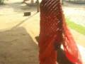 videos de Orange Pure Georgette Leheriya Saree with Blouse