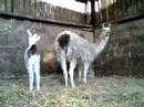 Sinchita Ann Noveno Roca DoB 130308